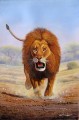 Mugwe en progression Lion de l’Afrique